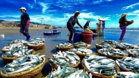 Thủy sản Việt Nam trong nỗ lực lấy lại “thẻ xanh”: Cơ hội sửa mình!