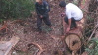 Nghệ An: Khởi tố, bắt tạm giam hai cán bộ Ban Quản lý bảo vệ rừng phòng hộ