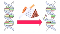 Đột biến gen do hút thuốc lá nhiều