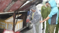 Thừa Thiên Huế: Bắt giữ xe khách chở hơn 200kg da lợn hôi thối
