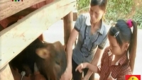 Cặp bò của Trà Dr Thanh đã “cứu cánh” cho người phụ nữ bị bệnh tim