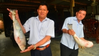 Khánh Hòa: Câu được 2 con cá sú vàng quý hiếm
