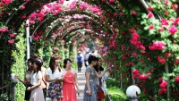 Lễ hội Hoa hồng Bulgaria 2018: Trưng bày 100% hoa thật 