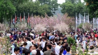 Lễ hội Hoa anh đào 2018: Mở cửa ra vào tự do, miễn phí