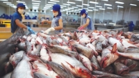 Thuế cá tra vào Mỹ gấp đôi giá xuất khẩu: Việt Nam có mất thị trường?