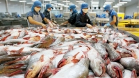 VASEP xem xét khởi kiện việc Hoa Kỳ áp thuế chống bán phá giá cá tra- basa