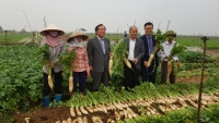 Việt Nam sắp có nhà máy chế biến củ cải hiện đại của xứ sở Kim Chi