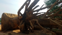 Xôn xao vụ việc “ vận chuyển 3 cây cổ thụ khổng lồ” trên QL1A