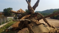 Vụ “vận chuyển 3 cây cổ thụ khổng lồ”: Chủ cây đã đến làm việc với kiểm lâm