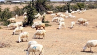 Ninh Thuận: Người chăn nuôi cừu khốn đốn vì... hạn 