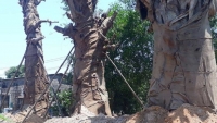 “3 cây cổ thụ khổng lồ” được trồng một bên QL1A