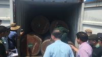 Bắt giữ 4 tấn vảy tê tê vận chuyển trái phép qua Cảng Cát Lái – TP.HCM 