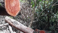 Kon Tum: Rừng bị tàn phá nghiêm trọng tại tiểu khu 200A