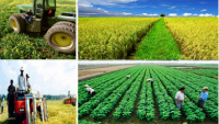 Làm sao để tái cơ cấu ngành nông nghiệp bền vững? 