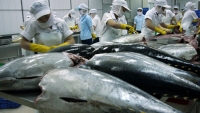 Thị trường Israel ưa chuộng cá ngừ chế biến đóng hộp của Việt Nam