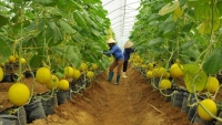 Nỗ lực “hút” doanh nghiệp đầu tư vào nông nghiệp