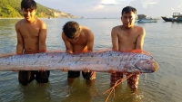 Cá hố rồng dài 3m bơi vào bờ biển Hà Tĩnh