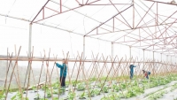Lào Cai: Đẩy mạnh sản xuất nông nghiệp ứng dụng công nghệ cao