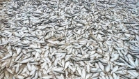 Hà Tĩnh: Ngư dân trúng mẻ lớn cá mạu ven bờ biển