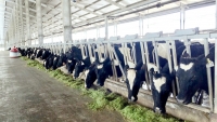 Vinamilk sản xuất sữa A2 lần đầu tiên tại Việt Nam