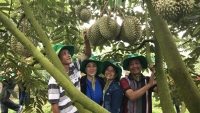 Phân bón Phú Mỹ giúp người trồng sầu riêng Khánh Sơn thu về tiền tỉ
