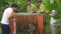 4 động vật hoang dã ở Hà Tĩnh được thả về rừng 