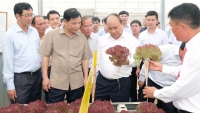 Thủ tướng thăm mô hình nông nghiệp công nghệ cao tại Lâm Đồng