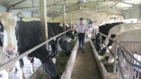 Bí quyết của lão nông nuôi 60 con bò sữa, thu nhập 1,4 tỷ đồng/năm