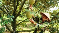 Đắk Nông: Báo động về việc phá hồ tiêu để trồng sầu riêng