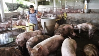 Vì sao giá lợn tăng cao bất thường?