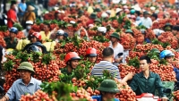 Bắc Giang: Xuất khẩu vải thiều tới trên 30 quốc gia và vùng lãnh thổ 