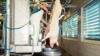 “Thịt mát” - Lối ra cho tương lai của nền công nghiệp giết mổ, chế biến