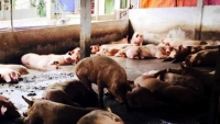 6 tháng nhập hơn 100.000 tấn thịt lợn và thịt gà với giá rất rẻ 