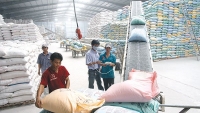 Xuất khẩu gạo sang Trung Quốc giảm mạnh cả lượng lẫn giá trị