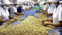 Nhiều nông sản xuất xứ Việt Nam sẽ không được hưởng thuế suất ưu đãi
