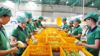 Xuất khẩu trái cây của Việt Nam chiếm chưa đến 1% thị phần thế giới
