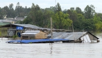 Lũ sông Cửu Long lên nhanh, nguy cơ ngập lụt vùng trũng, thấp