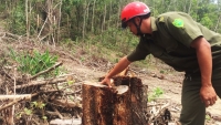 Xin tận thu lâm sản để phá rừng liên tiếp xảy ra tại Đăk Nông, Đăk Lăk
