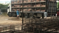 Ngăn chặn dịch tả lợn châu Phi vào Việt Nam: Vẫn còn diễn biến rất phức tạp