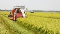 Xuất khẩu gạo được dự báo sẽ sôi động hơn từ quý 4 năm nay