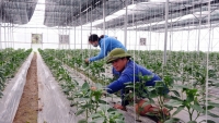 Tam Dương (Vĩnh Phúc) phát triển nông nghiệp theo hướng hàng hóa chất lượng cao