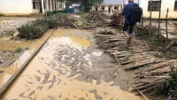 Nghệ An: Lũ quét đột ngột nhấn chìm hàng chục nhà dân và trường học trong đêm