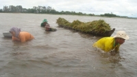 Nước lũ dâng cao, hàng ngàn ha lúa ở đồng bằng sông Cửu Long có nguy cơ mất trắng