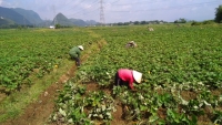 Hòa Bình: Xã Phú Cường huyện Tân Lạc đi lên từ trồng khoai lang