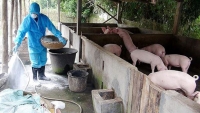 Bác tin đồn dịch tả lợn Châu Phi xuất hiện tại Việt Nam
