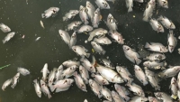 Can Lộc (Hà Tĩnh): Cá chết nổi trắng kênh