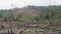 Quảng Ninh: Tăng cường công tác quản lý, bảo vệ rừng