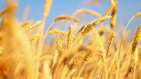 Lúa mì bị cấm nhập vào Việt Nam vì “cỏ độc” cirsium arvense