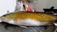 Huế: Một ngư dân câu được cá lớn nghi là cá sủ vàng quý hiếm