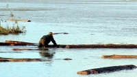 Phát hiện lượng lớn gỗ sao đen dưới sông khi khai thác cát